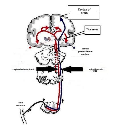 Spinothalamic Tract Pain