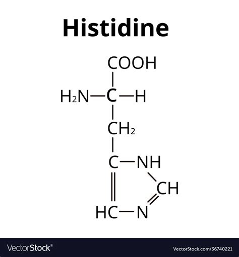 Amino acid histidine chemical molecular formula Vector Image