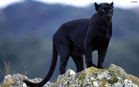 Black Jaguar Animal Wallpaper For Desktop #7031961