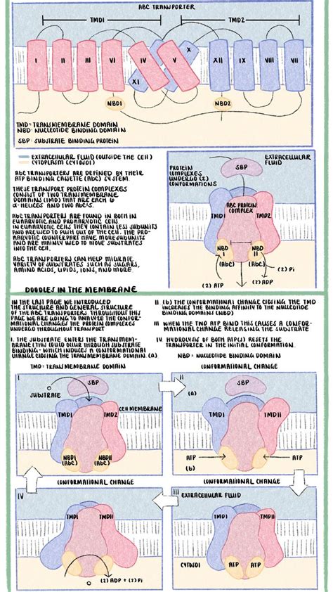 Biology Educational Resources - Protein Transport | Health and fitness magazine, Health site ...