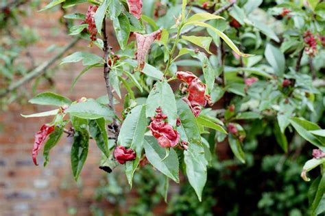 Problem Solving: Peach Leaf Curl - BBC Gardeners World Magazine