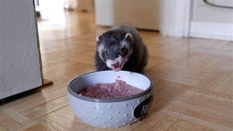 Adorable Ferret Eating - YouTube