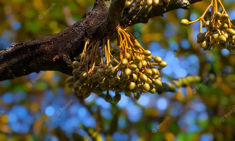 Premium Photo | Durian flowers on the durian tree, durian cultivation