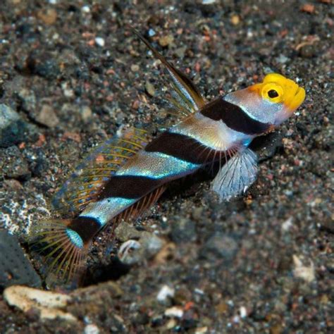 Hi Fin Red Banded Goby (Stonogobiops nematodes) - McMerwe - Cape Town - South Africa