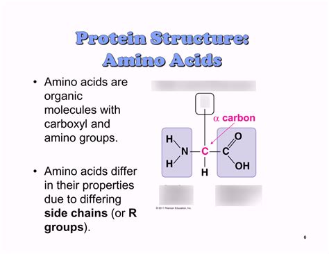 Proteins (biomolecules) Diagram | Quizlet