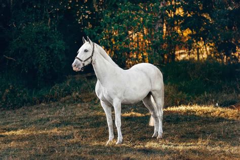 15 White Horse Breeds You Should Know - Seriously Equestrian