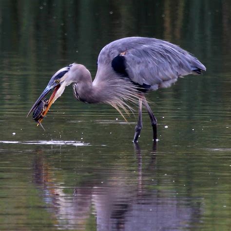 Great Blue Heron (Eating A Snapping Turtle) | Project Noah