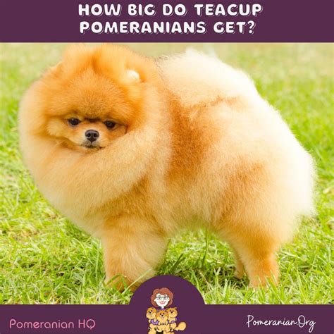 How Much Money Are Teacup Dogs