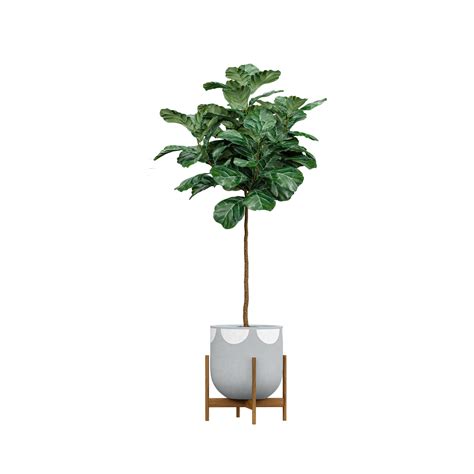 collection of Fiddle-leaf fig Plant with realistic style 47398664 PNG