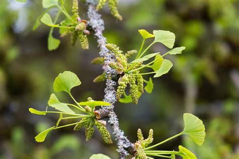 What’s the Difference Between Male and Female Ginkgo Trees?