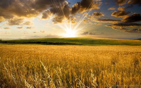 Landscape Beautiful Wallpapers - HD Wallpapers 77864 | Field wallpaper, Landscape, Fields of gold