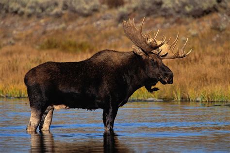 Searched for Majestic Moose : r/pics