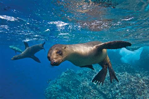 Phoebettmh Travel: (Ecuador) – Galápagos wildlife spotting: why you ...