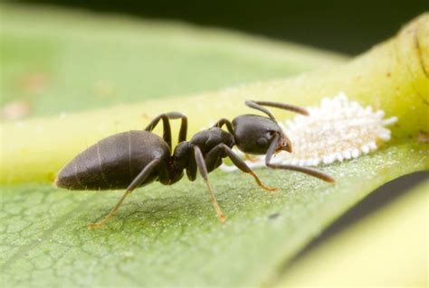 Everything You Need to Know About Common Australian Ants