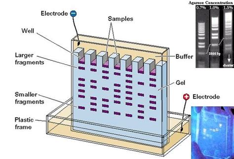 Biotechnology: Gel Electrophoresis