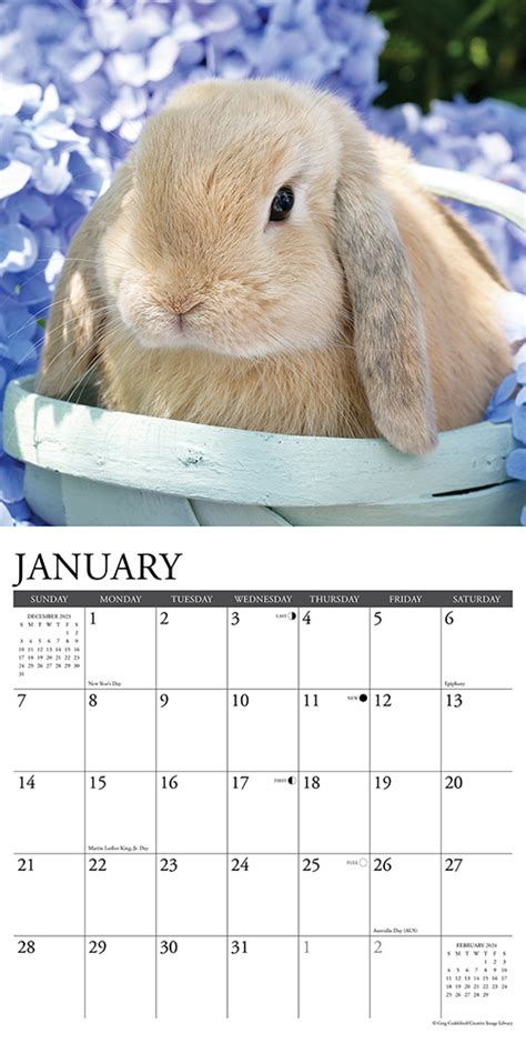 Bunny Calendar 2024 - Becky Carolee