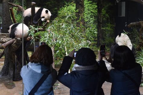 Twin pandas make public debut at Tokyo zoo much to delight of lucky few ...