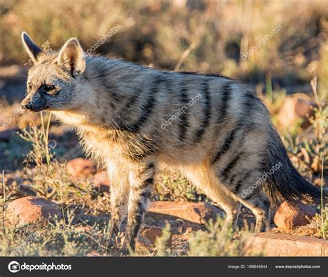 Asiatic Jackal His Habitat Savanna Southern African Stock Photo by ...