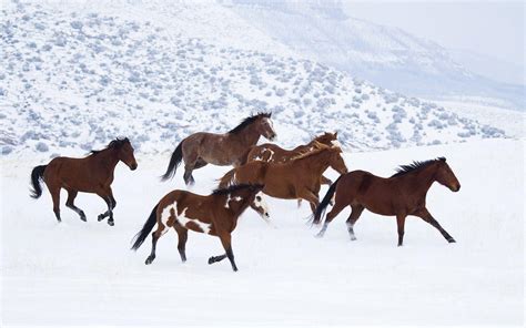 Horses In The Snow Wallpapers - Wallpaper Cave