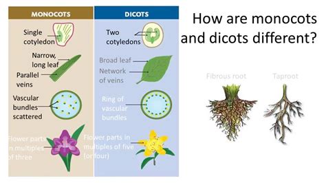 Monocot and Dicot Difference - JaylanilZuniga