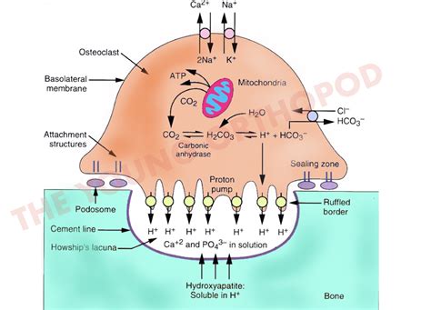 Schematic Presentation Of Osteoblast And Osteoclast