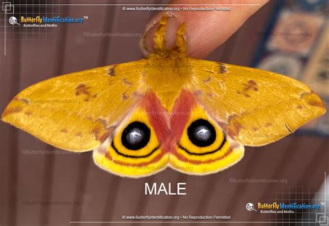 Io Moth