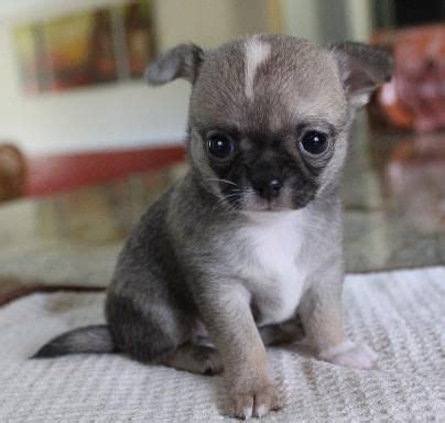 Available Chihuahua Puppies | Puppies, Chihuahua breeds, Chihuahua