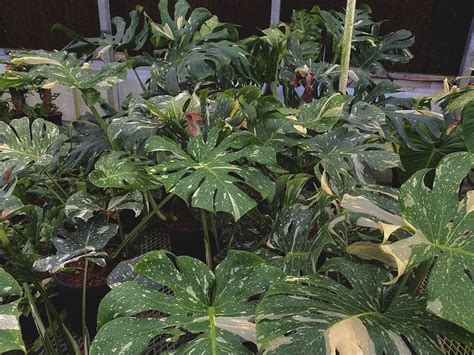 Aroid Greenhouses - Rare/Exotic Plants and Hoyas