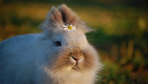 Lionhead rabbit breeds, Care, Size, Diet, Personality and All Information