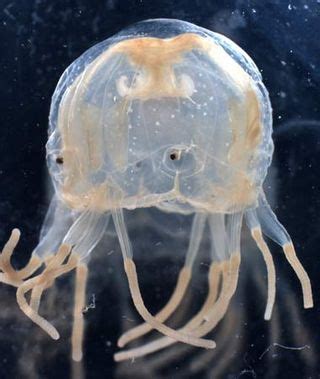 Box Jellyfish Photography