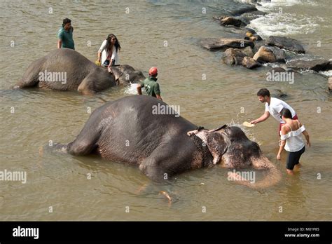 Sri Lankan elephants from the Pinnawala Elephant Orphanage bathing in the river with tourists ...