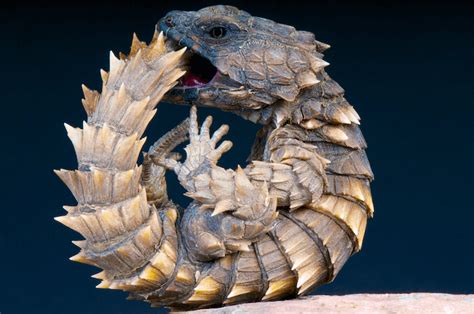 armadillo lizard for sale south africa - All Due Respect Bloggers Pictures Gallery