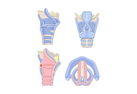 Small Cartilages of the Larynx - Arytenoid, Corniculate, & Cuneiform Cartilages | GetBodySmart