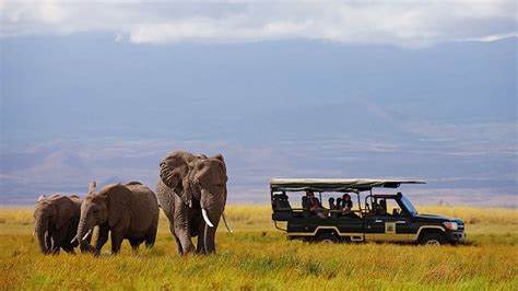 Amboseli National Park Elephants - Amboseli National Park