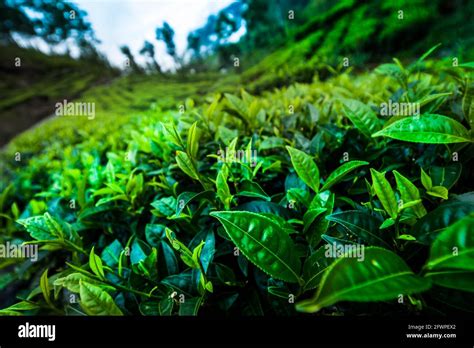 Asia, Sri lanka. Beautiful fresh green tea plantation Stock Photo - Alamy