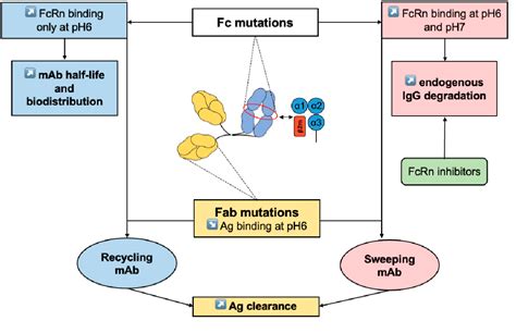 Figure 2 from Monoclonal Antibody Engineering and Design to Modulate FcRn Activities: A ...