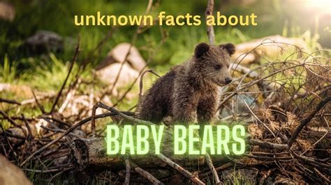 You Won't Believe These Unknown Facts About Baby Bears!#bearcubs # ...