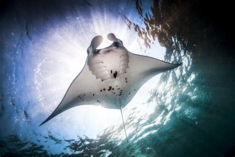 Discover Amazing Manta Ray Facts