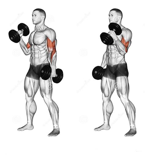 Bodybuilder Workouts To Build The Biceps And Triceps - Bodydulding