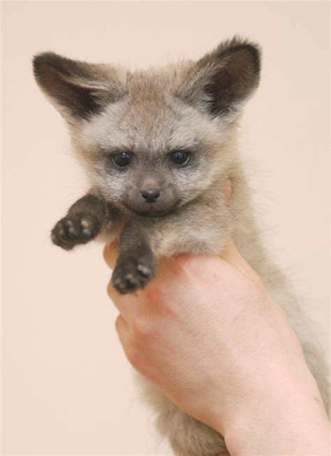 Bat-eared Fox pups