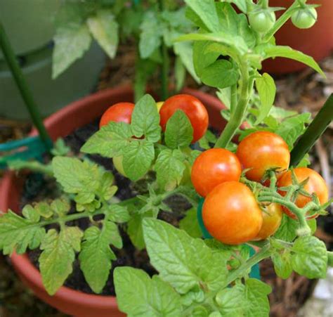 6 easy-to-grow cherry tomato varieties