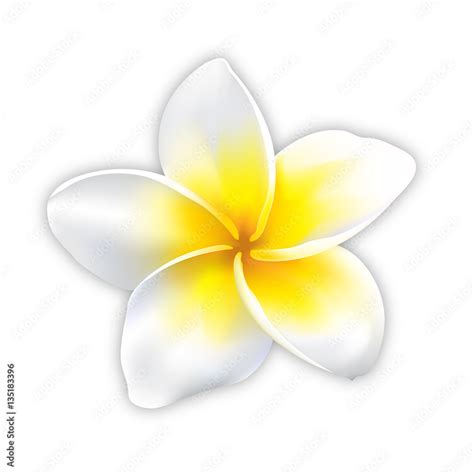 Plumeria flower vector mesh tool, Plumeria flower white background Stock Vector | Adobe Stock