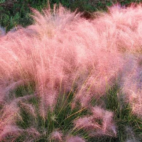 Grass, Muhly Pink - Baucom's Nursery