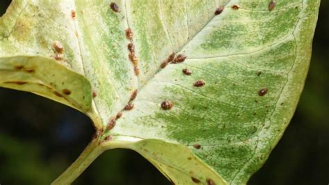 Insect Eggs On Leaves — Whose Are They? | Plantophiles