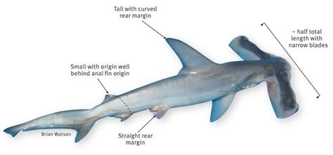 Winghead shark - Alchetron, The Free Social Encyclopedia