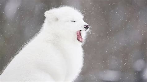 Adorable Arctic Foxes enjoying the snowhttps://youtu.be/o0wRPiOwJ_g ...