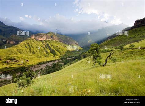 Montane grasslands and proteas stand out bright green in a Drakensberg ...