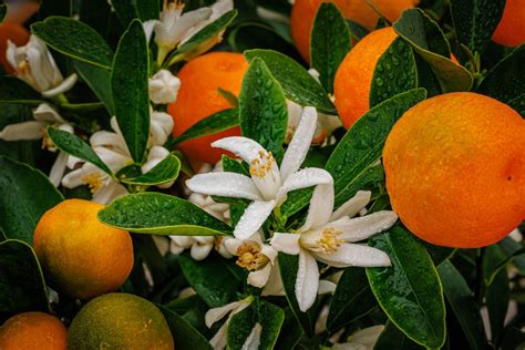 How To Grow Calamondin (Citrus × microcarpa) - Botany-World