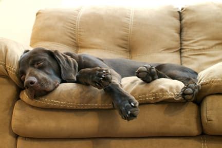 Modern Dogs – Couch Potatoes?