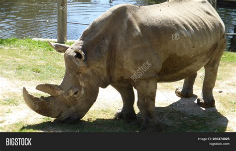 Rhinoceros Beautiful Image & Photo (Free Trial) | Bigstock